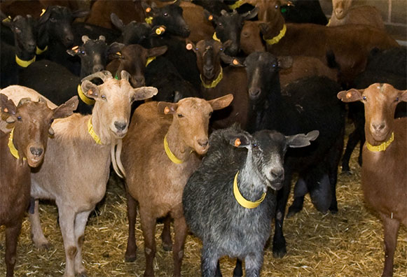Breed of goats